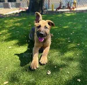 Photo - 1-3 months Male Purebred German Shepherd