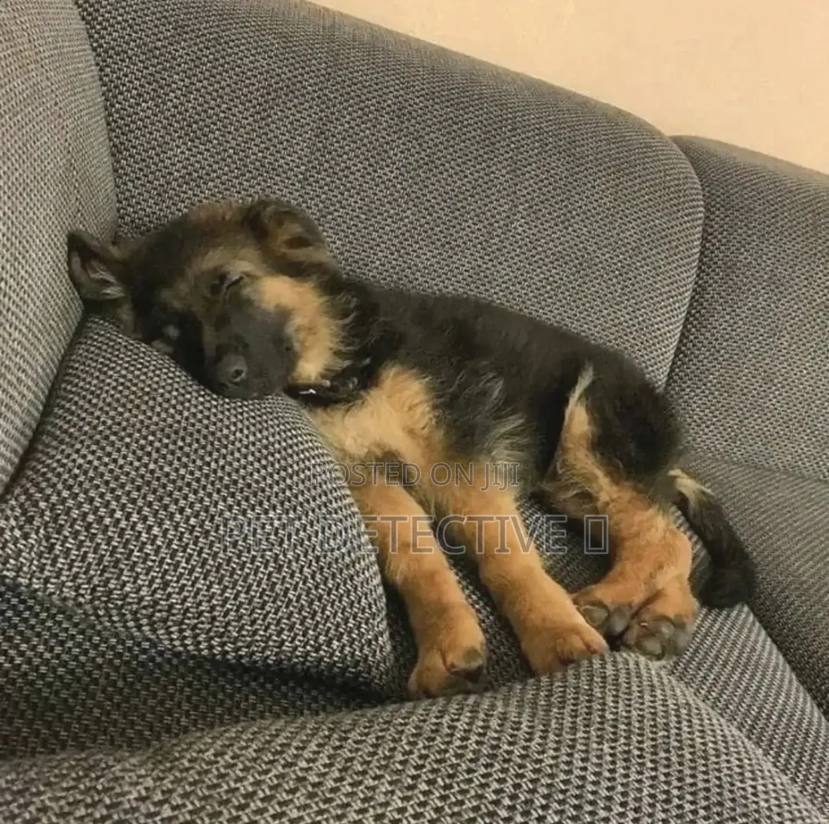 1-3 months Male Purebred German Shepherd
