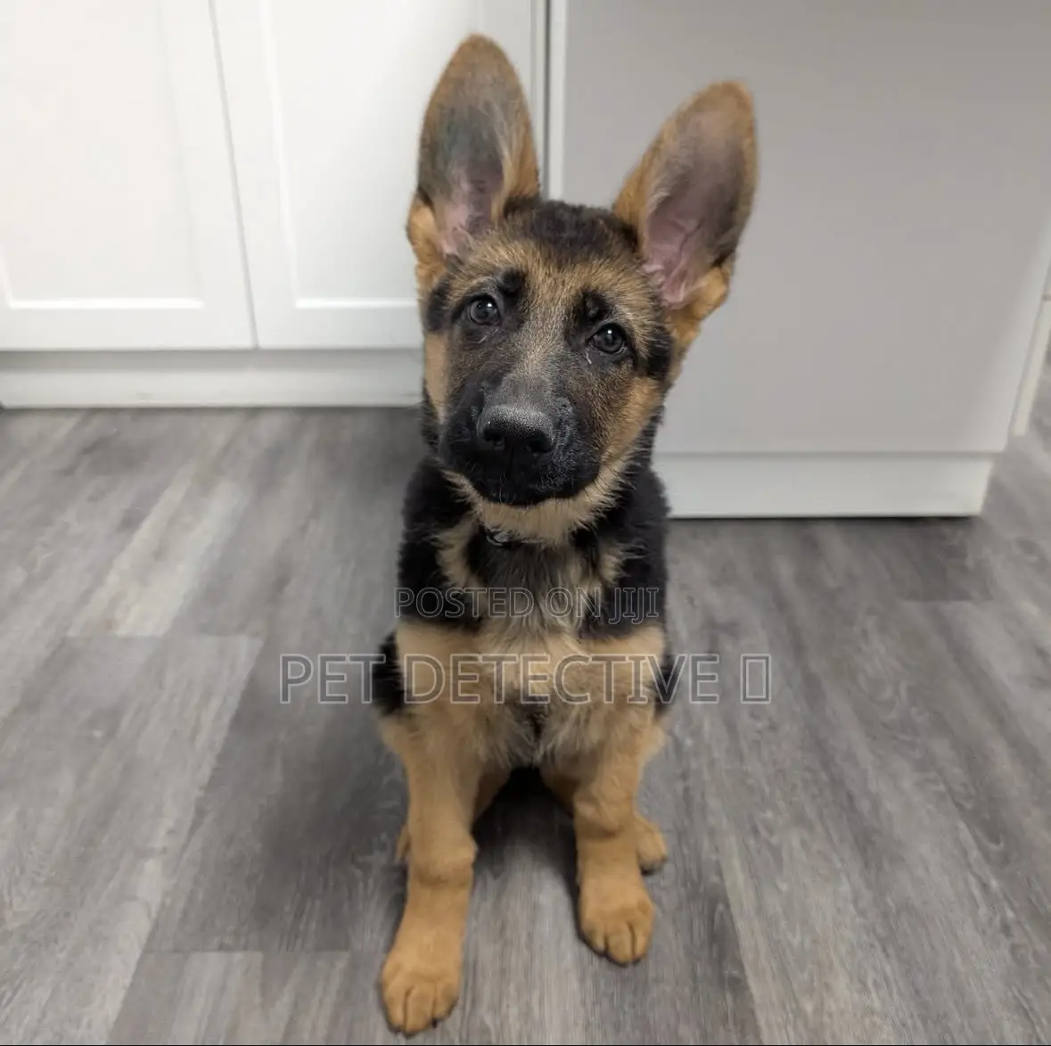1-3 months Male Purebred German Shepherd