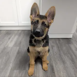 Photo - 1-3 months Male Purebred German Shepherd