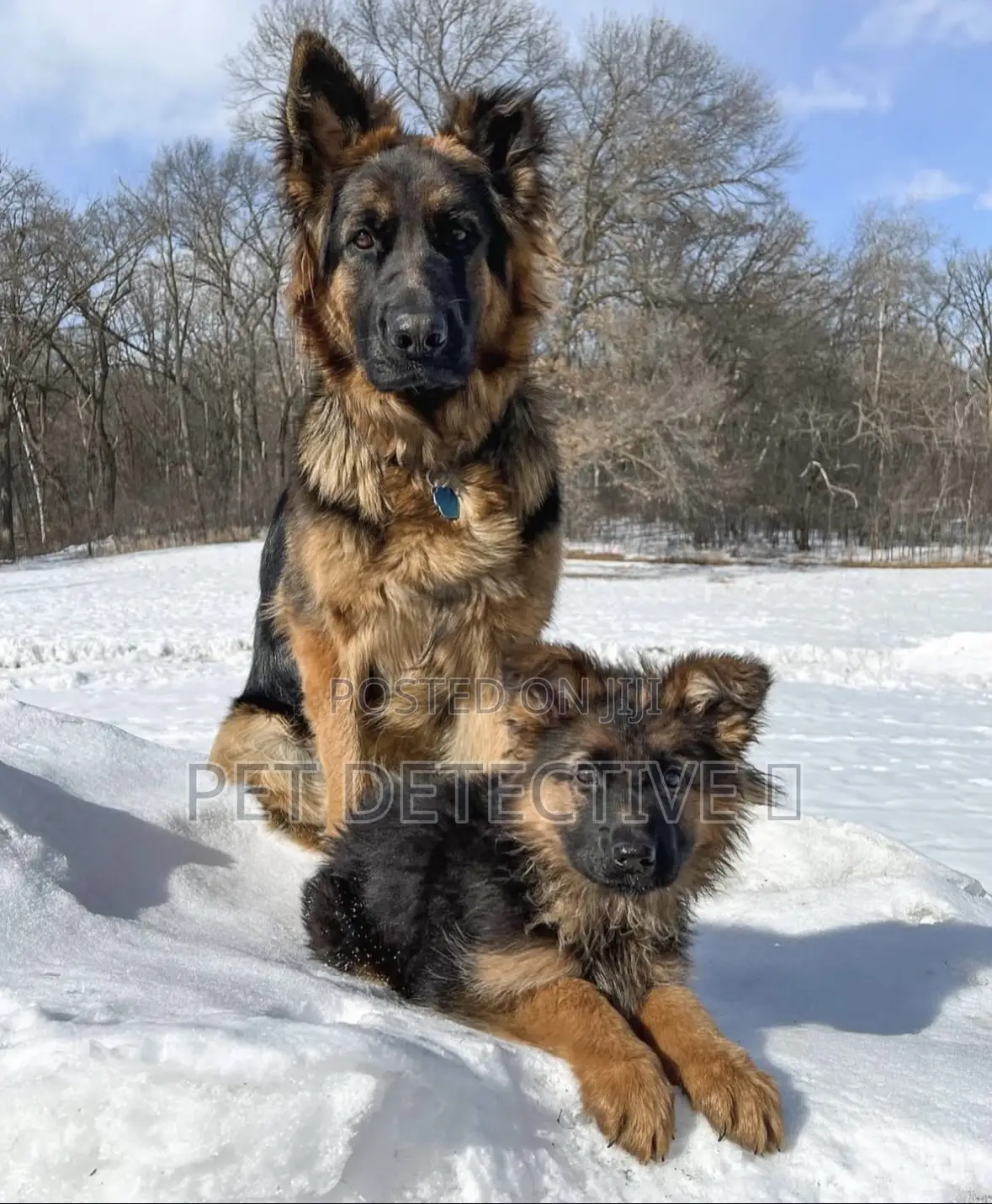 1-3 months Male Purebred German Shepherd