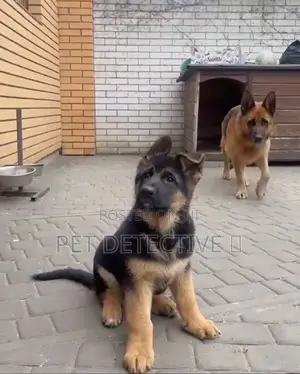 Photo - 1-3 months Male Purebred German Shepherd