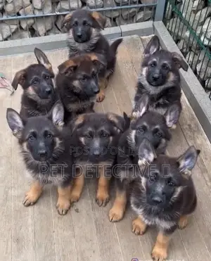 Photo - 1-3 months Male Purebred German Shepherd