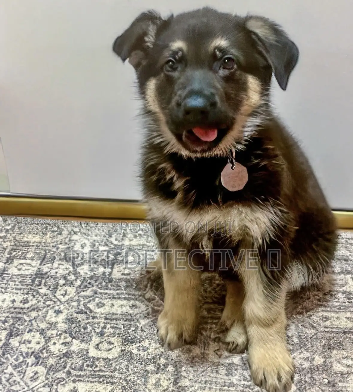 1-3 months Male Purebred German Shepherd