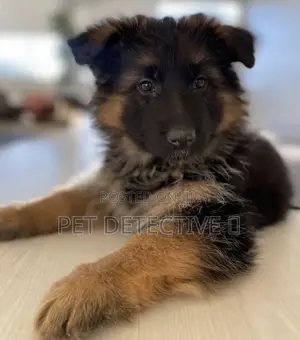 Photo - 1-3 months Male Purebred German Shepherd