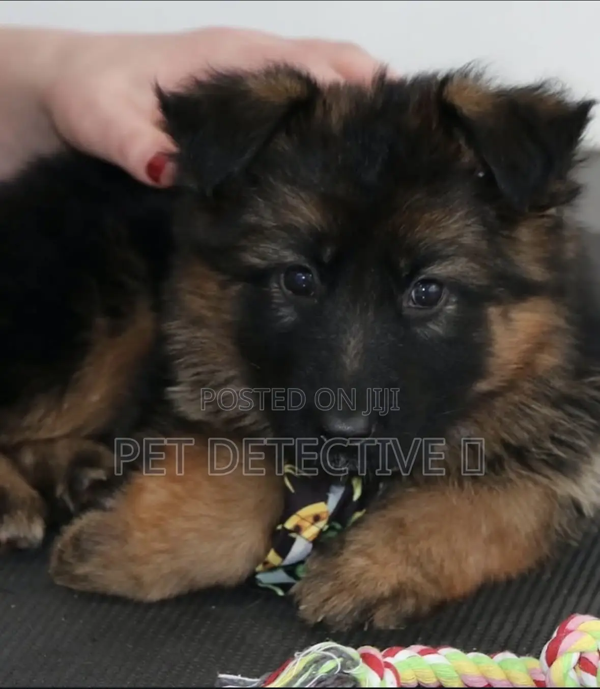 1-3 months Male Purebred German Shepherd