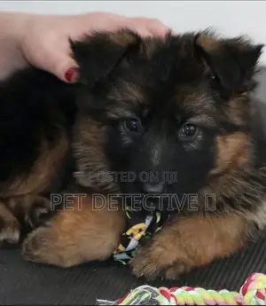1-3 months Male Purebred German Shepherd
