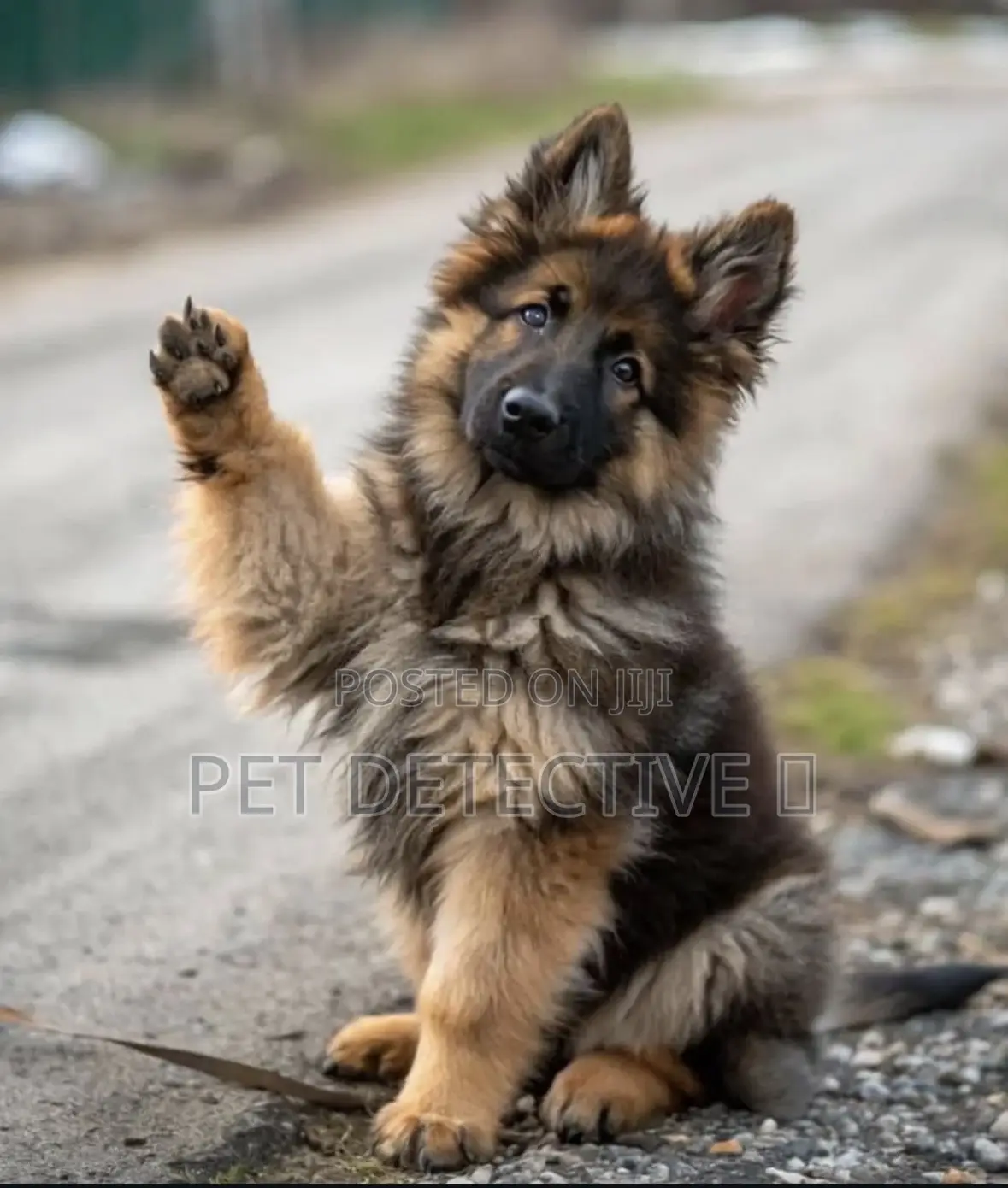 1-3 months Male Purebred German Shepherd