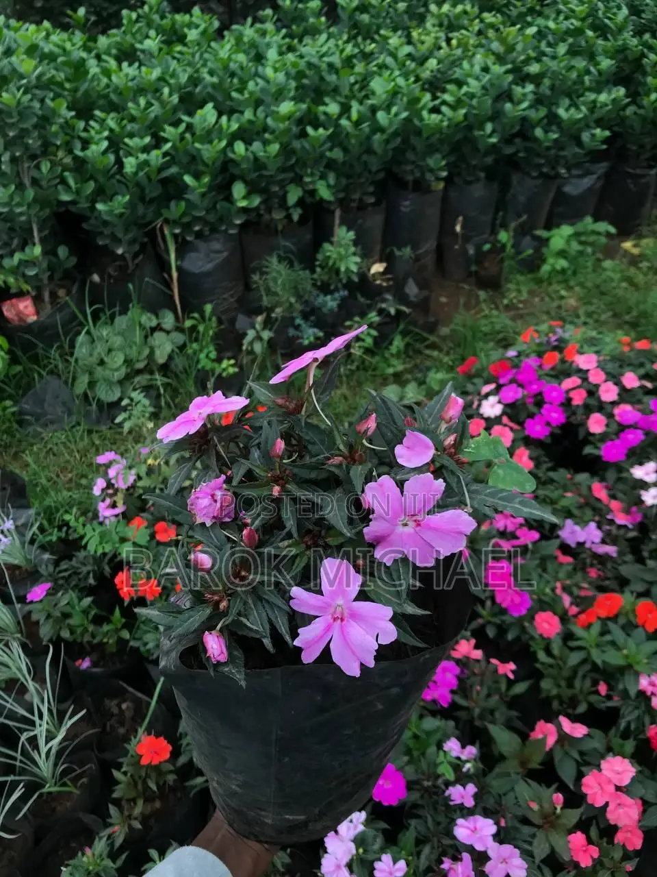 Impatiens Plants for Sale