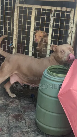 1-3 months Female Purebred American Pit Bull Terrier