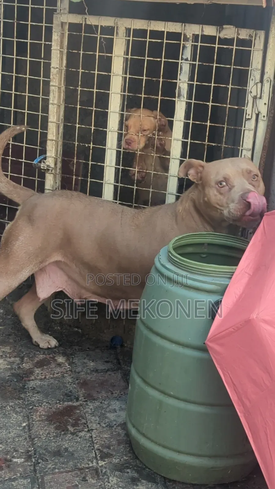 1-3 months Female Purebred American Pit Bull Terrier