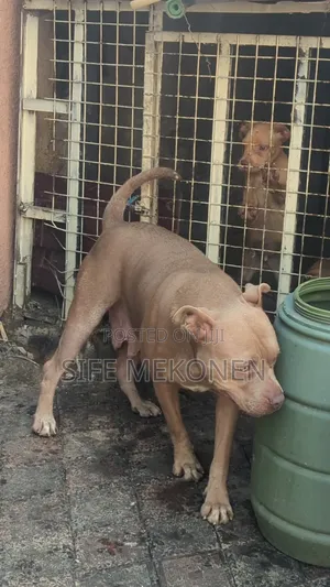 1-3 months Female Purebred American Pit Bull Terrier