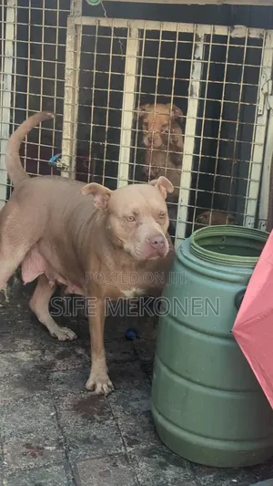 1-3 months Female Purebred American Pit Bull Terrier