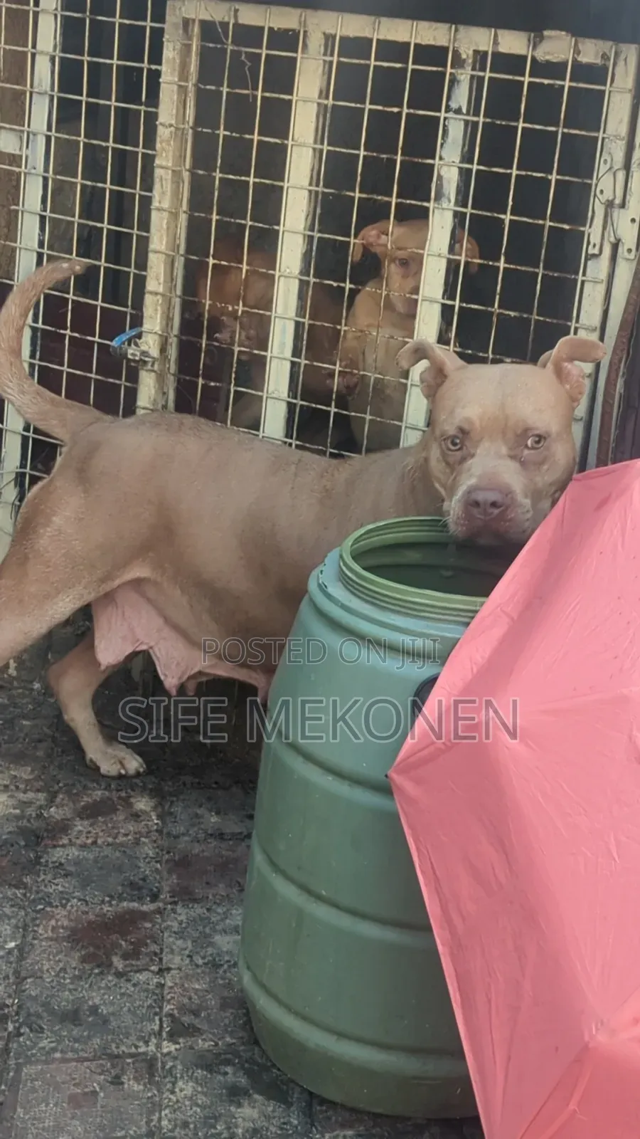 1-3 months Female Purebred American Pit Bull Terrier