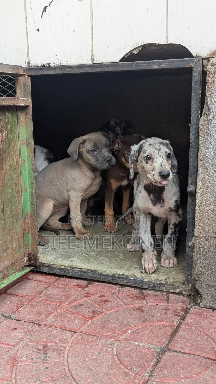 1-3 months Male Purebred American Pit Bull Terrier