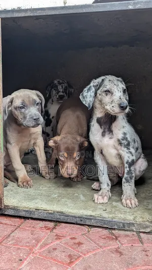 1-3 months Male Purebred American Pit Bull Terrier