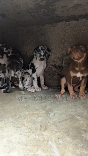 1-3 months Male Purebred American Pit Bull Terrier