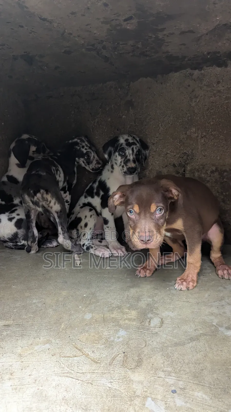 1-3 months Male Purebred American Pit Bull Terrier