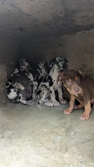 1-3 months Male Purebred American Pit Bull Terrier