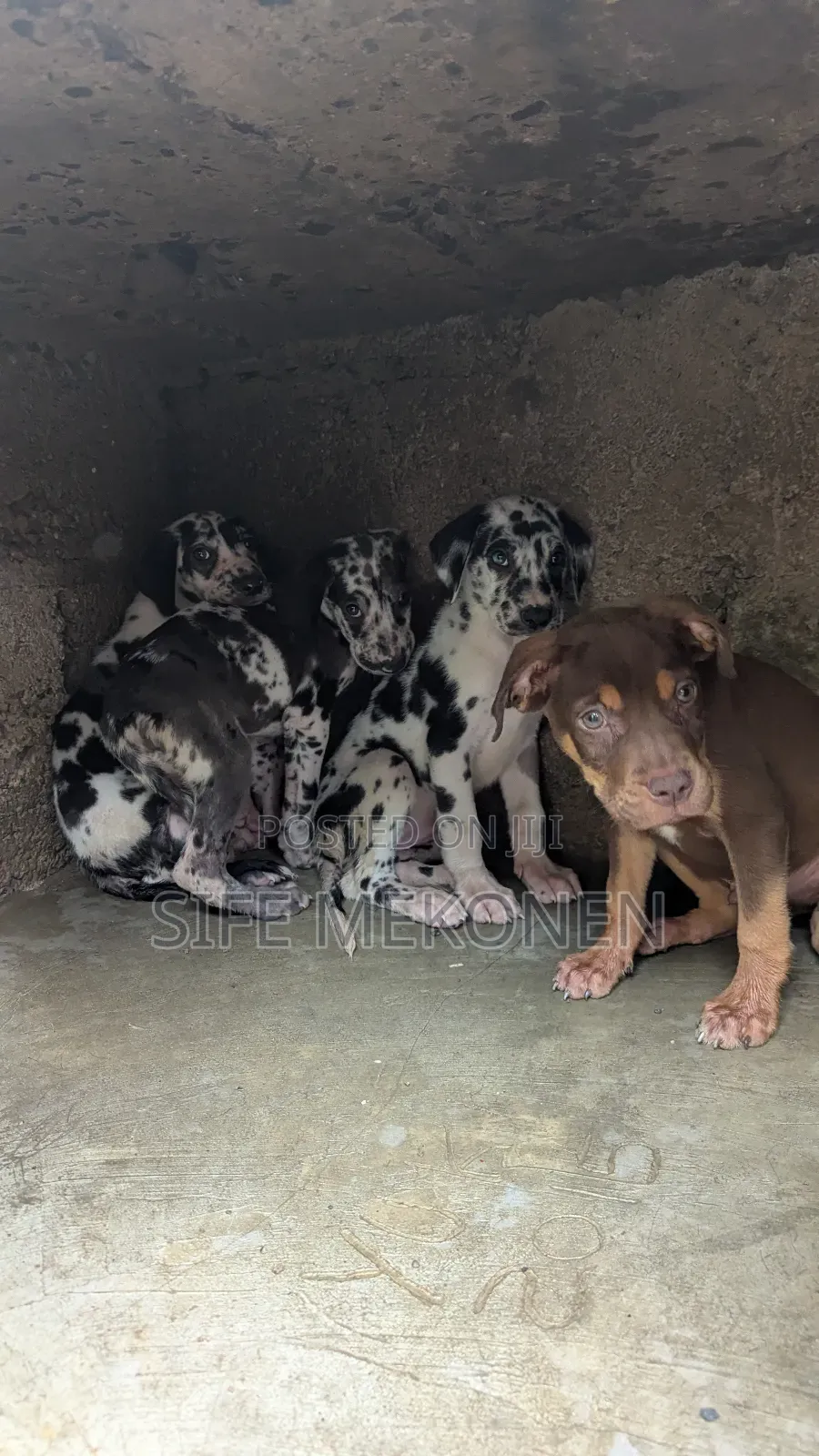 1-3 months Male Purebred American Pit Bull Terrier