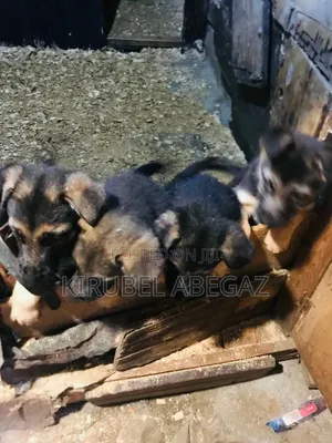 Photo - 1-3 months Female Purebred German Shepherd