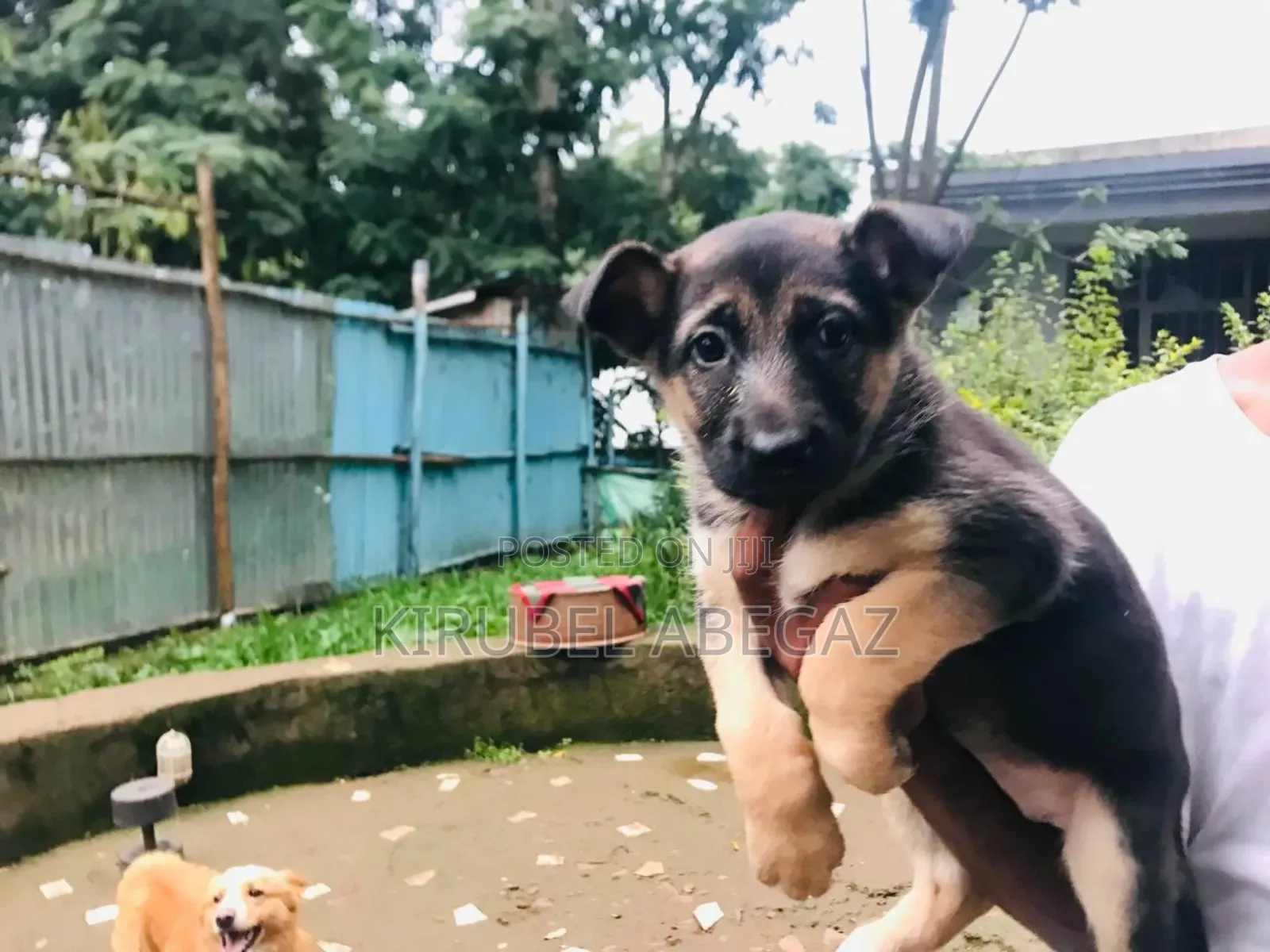 1-3 months Female Purebred German Shepherd