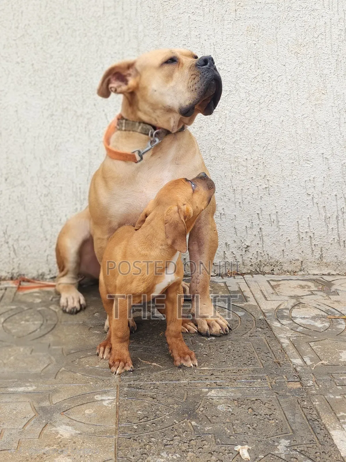 1-3 months Male Purebred Boerboel
