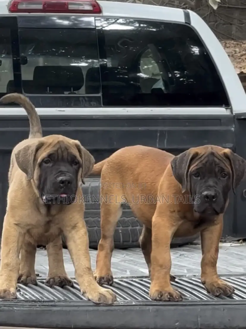 1-3 months Male Purebred Boerboel