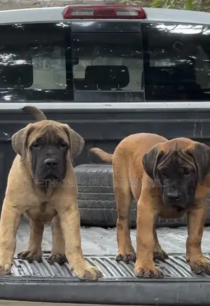1-3 months Male Purebred Boerboel