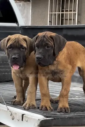 Photo - 1-3 months Male Purebred Boerboel