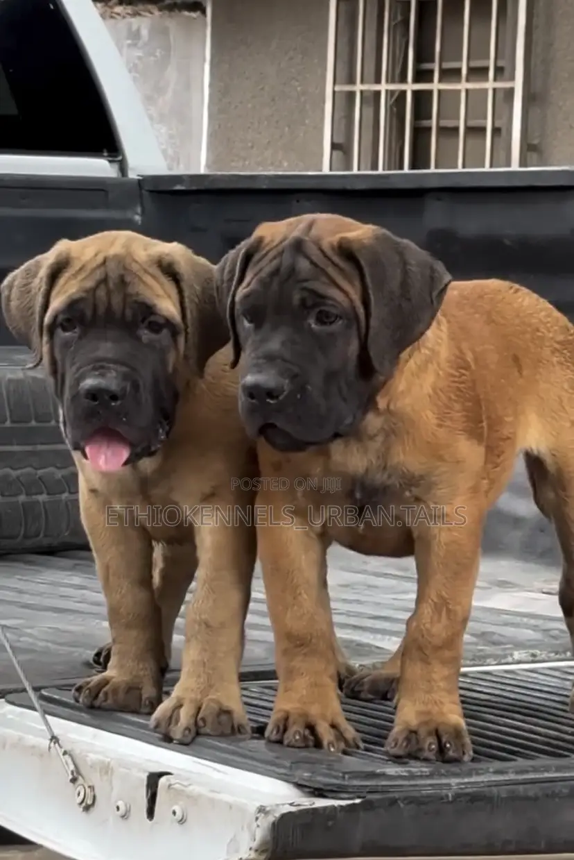 1-3 months Male Purebred Boerboel