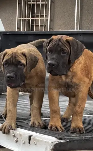 1-3 months Male Purebred Boerboel