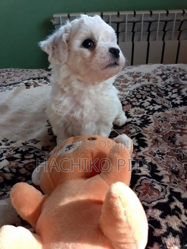 1-3 months Male Purebred Maltese
