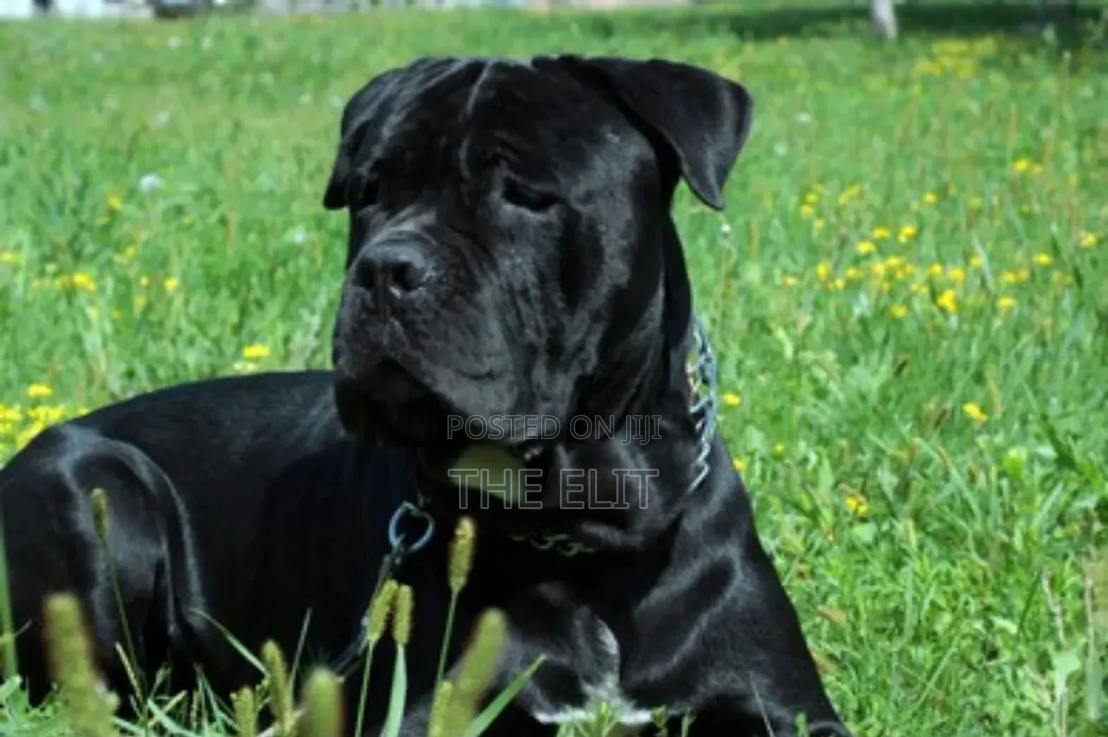 1-3 months Male Purebred Mastiff