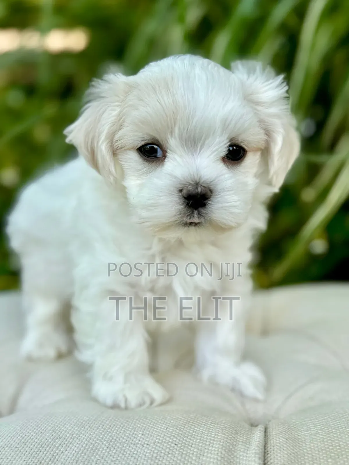 1-3 months Male Purebred Maltese