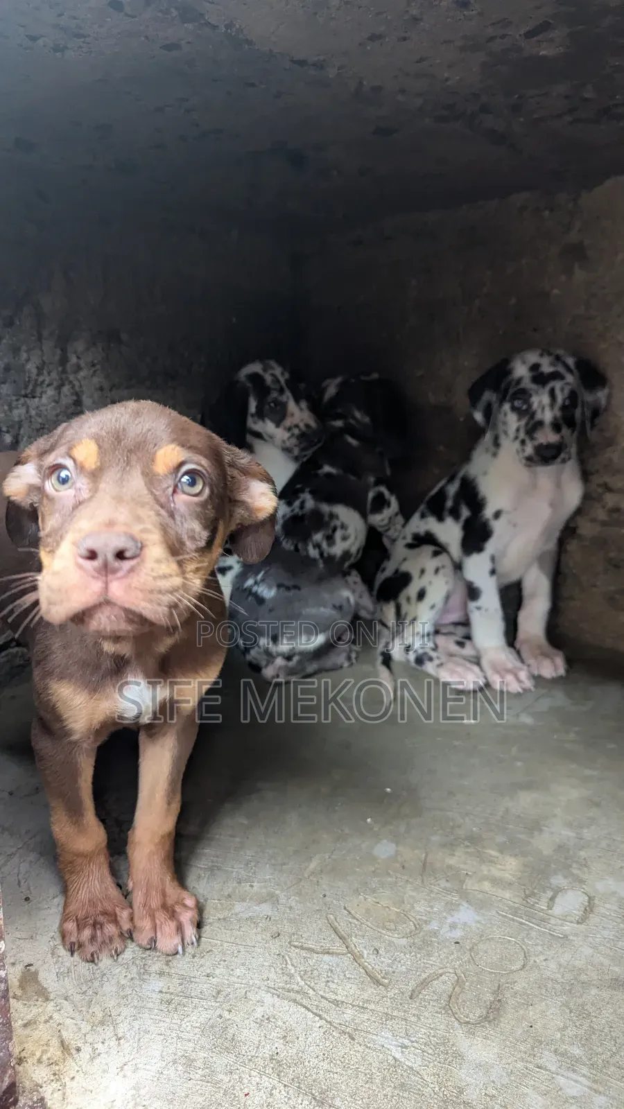 1-3 months Male Purebred American Pit Bull Terrier