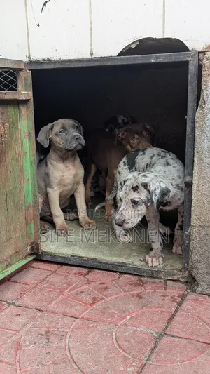 Photo - 1-3 months Male Purebred American Pit Bull Terrier
