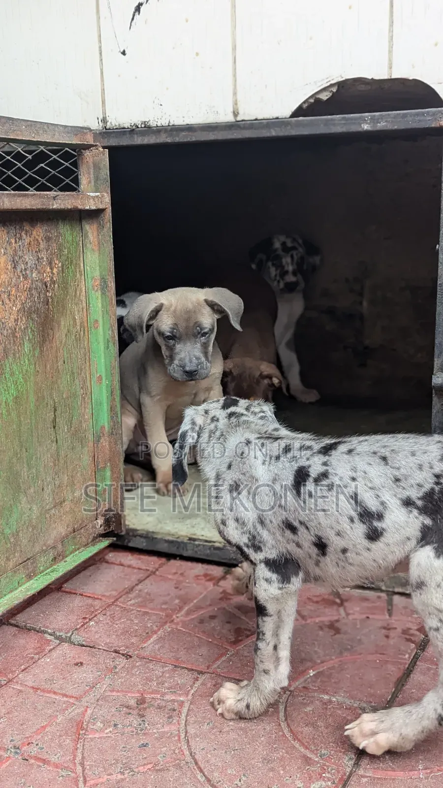 1-3 months Male Purebred American Pit Bull Terrier