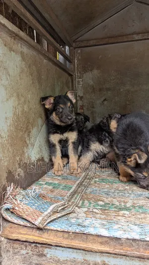 1-3 months Male Purebred German Shepherd