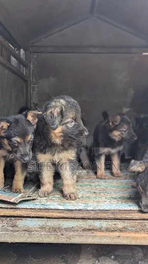 Photo - 1-3 months Male Purebred German Shepherd