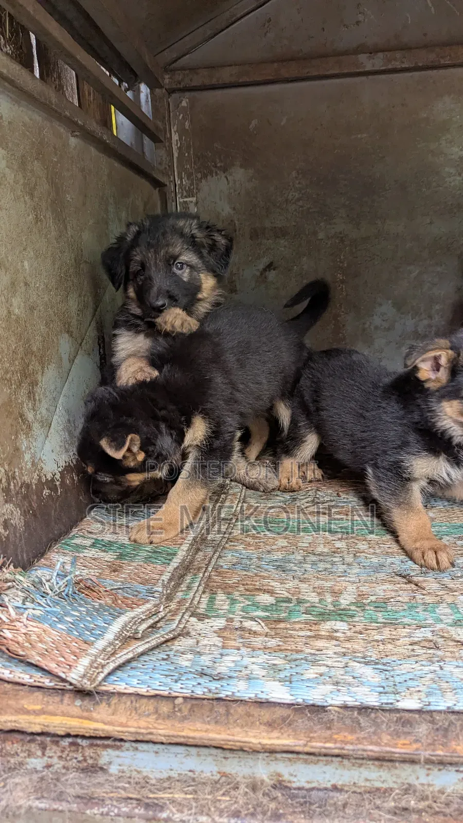 1-3 months Male Purebred German Shepherd