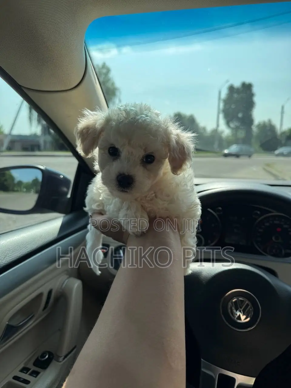 1-3 months Male Purebred Maltese