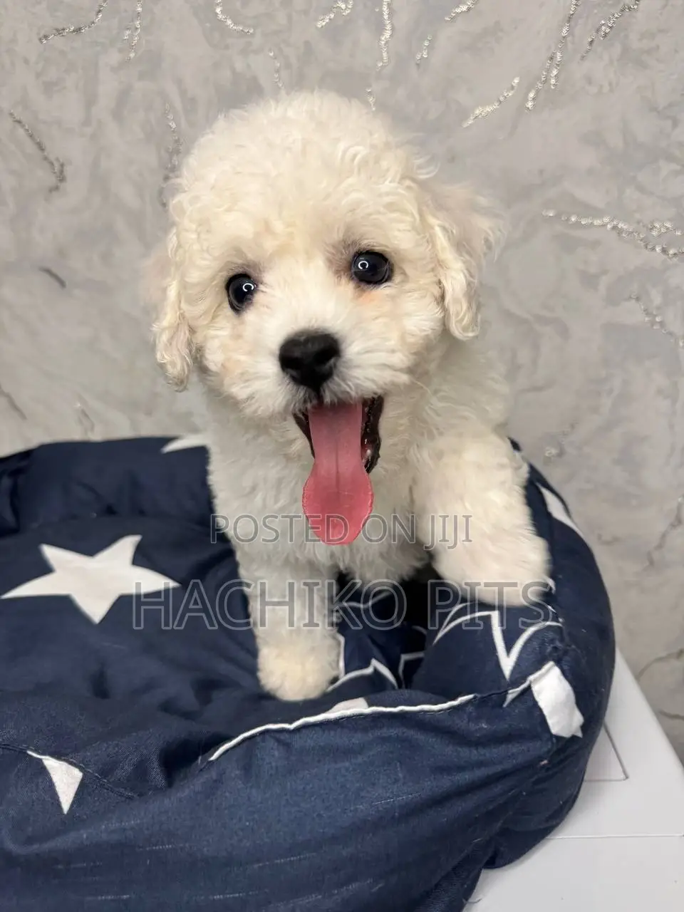 1-3 months Male Purebred Maltese