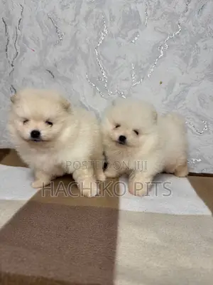 Photo - 1-3 months Male Purebred Pomeranian