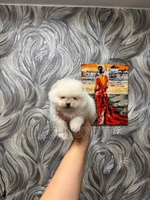 Photo - 1-3 months Male Purebred Maltese