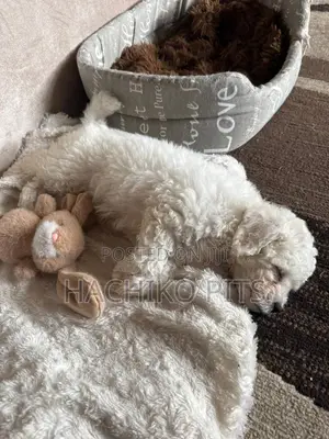 Photo - 1-3 months Male Purebred Poodle