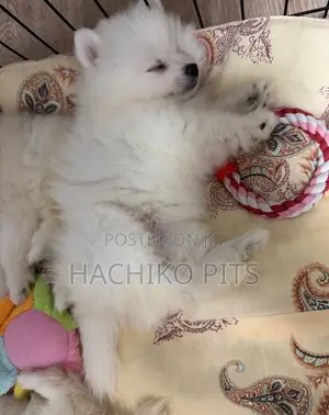 1-3 months Male Purebred Pomeranian