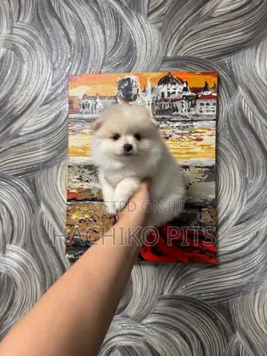 Photo - 1-3 months Male Purebred Maltese