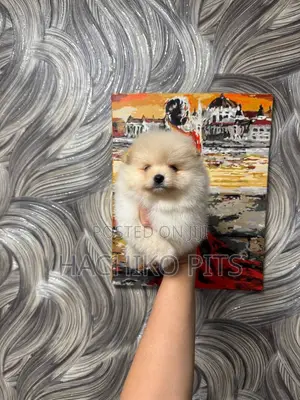 Photo - 3-6 months Male Purebred Maltese