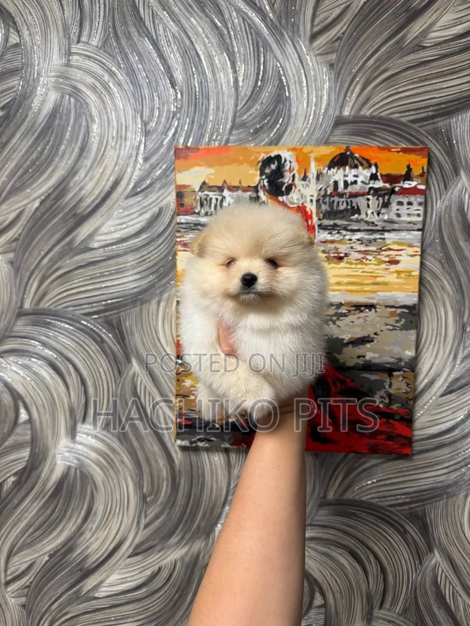 3-6 months Male Purebred Maltese